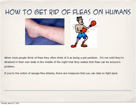 How To Get Rid Of Fleas On Humans All You Need Infos