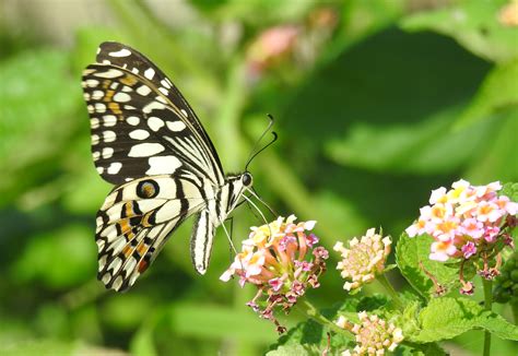 India | Common Mime Butterfly