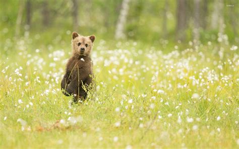 Adorable Bear Cub In The Grass Wallpaper Animal Wallpapers 53073