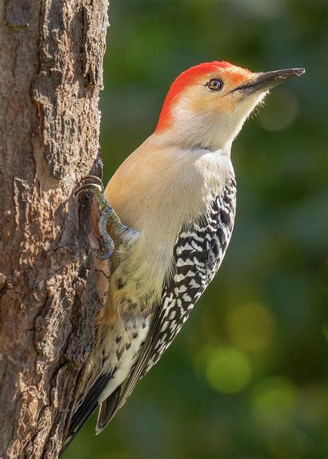 Red Bellied Woodpecker Photograph By Jim Hughes Pixels