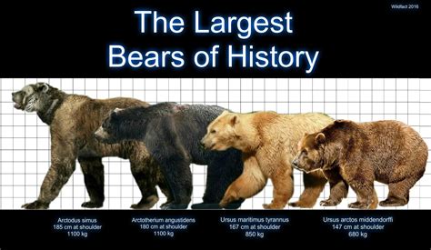 Bears Of The Pleistocene Prehistoric Animals Ancient Animals