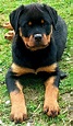 Female Rottweiler puppy for sale IKC Reg - Dogs For Sale Ireland