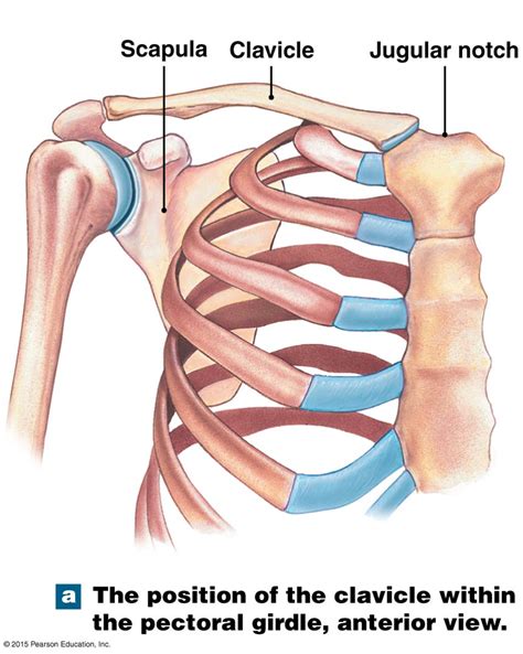 Pectoral Girdle Anatomy Anatomical Charts Posters