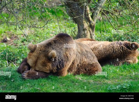 Two Brown Bears Sleeping Under A Tree Stock Photo Alamy
