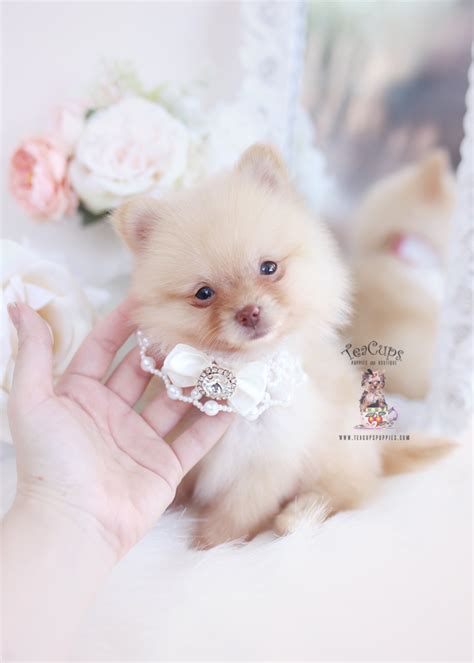 Cream Pomeranian Puppy For Sale Teacup Puppies Teacup Puppies Boutique