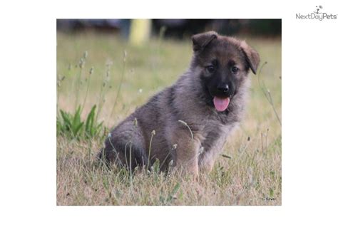 Color:the most recognizable color of german shepherd puppies for sale is solid black and tan. Meet Silver a cute German Shepherd puppy for sale for $475 ...