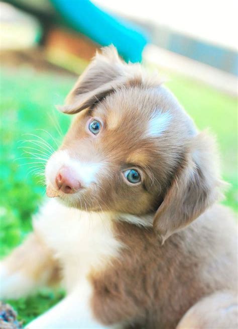 Looking for an australian shepherd puppy for sale in ohio? Mini Australian Shepherd puppy | Australian shepherd puppy ...
