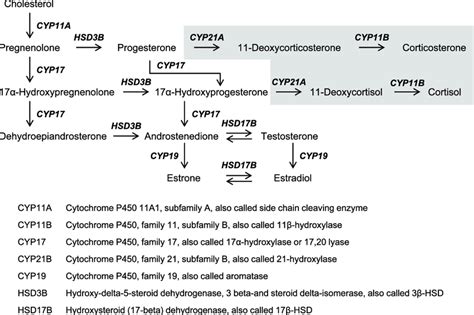 General Overview Of The Steroid Hormone Biosynthetic Pathway