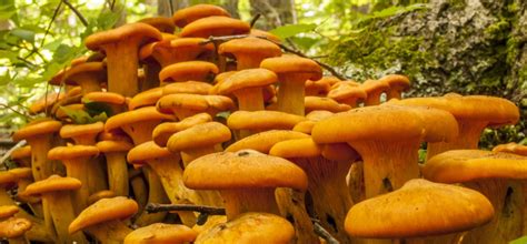 The Complete Guide To Jack O Lantern Mushrooms Grocycle