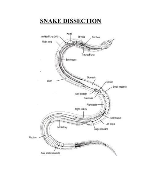 Male Snake Anatomy
