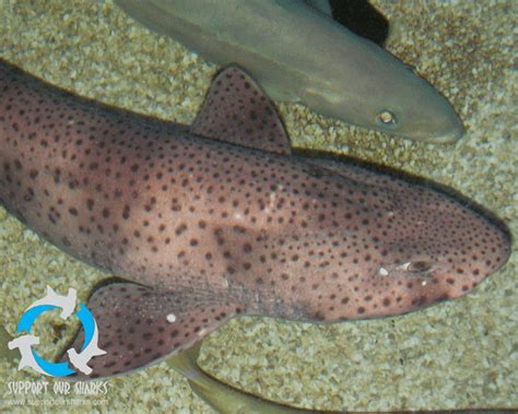 Small Spotted Catshark Scyliorhinus Canicula Shark Photos From