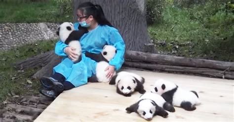 The Worlds Best Job Best Involves Hugging Pandas Memolition