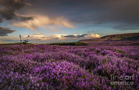 Heather On The Moor Photograph By Yorkshire In Colour