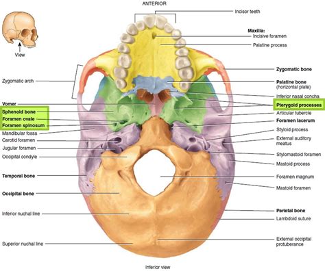 Anatomy Practical Sphenoid Bone Posterior Inferior View Diagram My Xxx Hot Girl