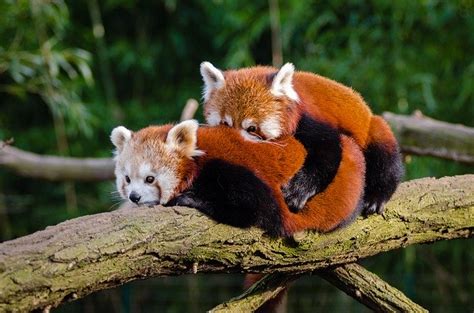 250 Cute And Funny Red Panda Names Animal Hype