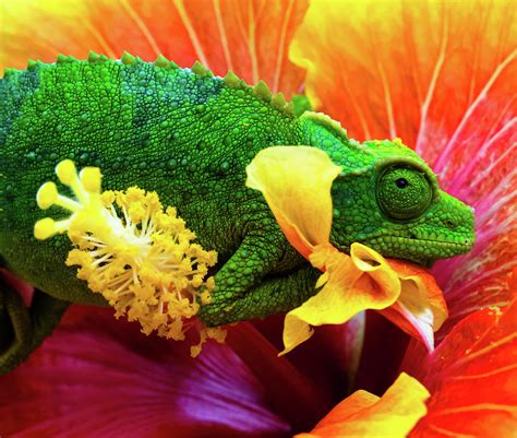 Colorful Chameleon Photograph By Christopher Johnson Fine Art America