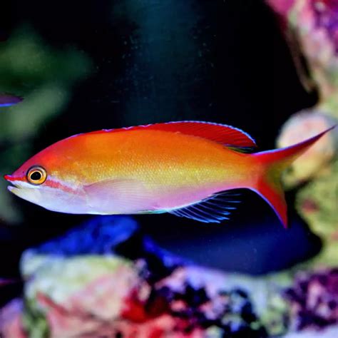 Waitei Anthias Fish And Coral Store