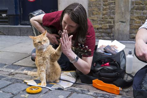 Meow The 25th Street Cat Business Meow Factor