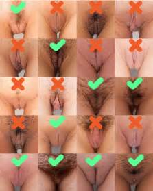 Partes De La Vagina Best Porno Free Image