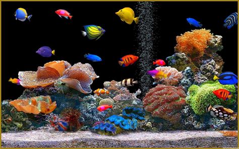 Fish Tank Wallpapers Top Free Fish Tank Backgrounds Wallpaperaccess