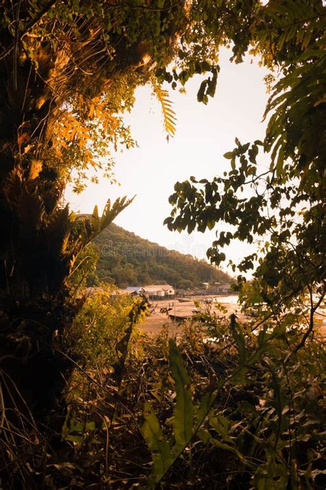 Colorido Hermoso De La Selva Tropical Del Branc Y Del Rbol En Fondo