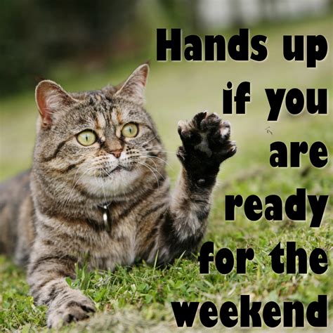 Happy Friday Weekend Humor Funny Animal Memes Friday