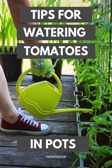 Tips For Watering Tomatoes Plants Growing In Pots Watering Tomatoes