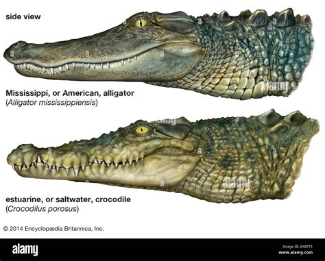 Comparison Of Alligators And Crocodiles Stock Photo Alamy