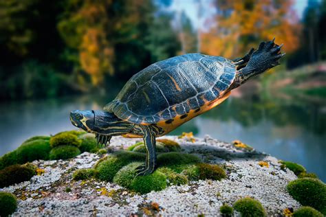 Turtles HD Wallpapers And Backgrounds