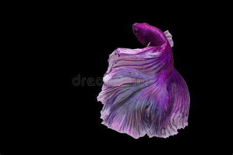 Beautiful Movement Of Purple Betta Fish Fancy Halfmoon Betta The