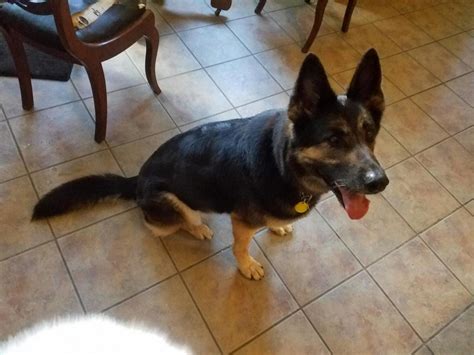 Maybe you would like to learn more about one of these? Healthy Weight? - German Shepherd Dog Forums