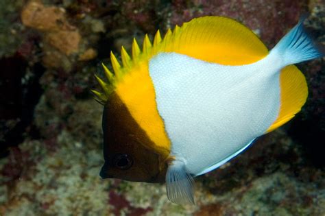 Hemitaurichthys Polylepis Pyramid Butterflyfish Chaetodon Polylepis