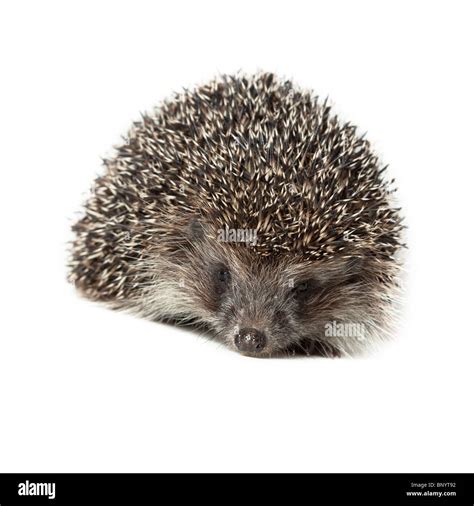 Hedgehog Cut Out Stock Images & Pictures - Alamy