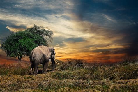 Elephant 4k Wallpaper Hd Wallpaper Background