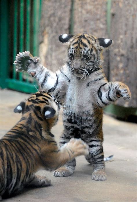 Tiger Cubs Michal Cizek Afp Getty Images Images