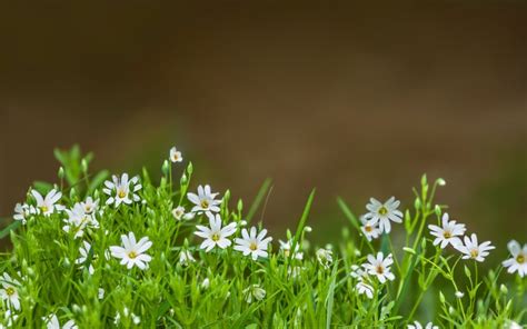 Lawn Weeds With White Flowers 10 Types