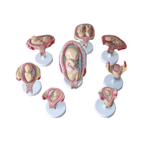 Buy Embryo Model Medical Anatomical Fetus Development Model Series