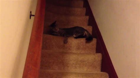 Cat Falls Down Stairs Youtube