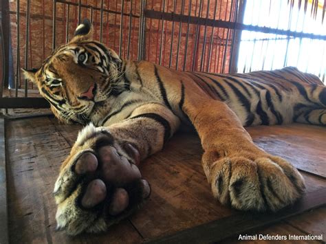 The 12 zodiac animals are, in order: Abused Circus Tiger Gets Fairy-Tale Ending