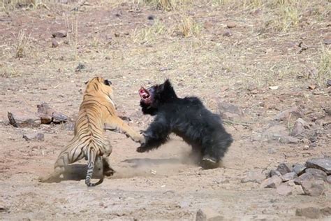 Batalha épica entre tigre e urso é filmada na Índia Notícias ambientais