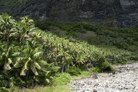 Palm Trees Most Abundant In American Rainforests