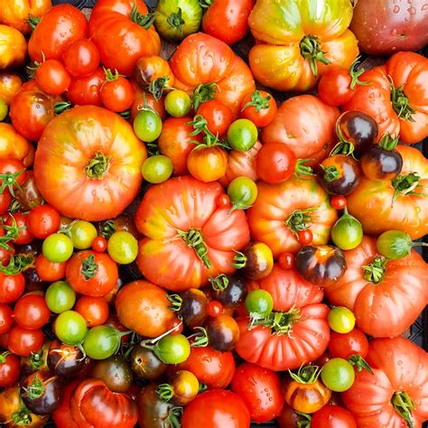 Tomatoes A Seasonal Guide