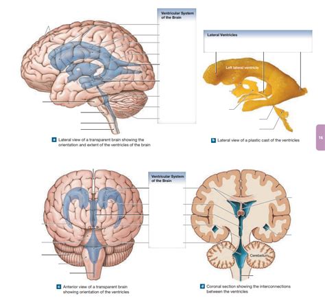 Brain Ventricles Diagram Quizlet