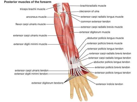 We'll go over all the muscles in your upper arm and. Arm | vertebrate anatomy | Britannica.com