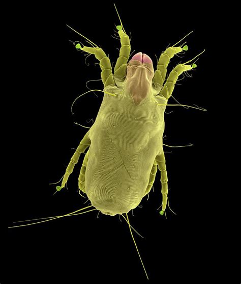 Dust Mite Photograph By Dennis Kunkel Microscopyscience Photo Library