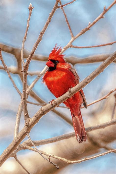 Spike The Cardinal Photograph By Donald Lanham