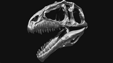 D Giganotosaurus Skull Set Skeletons Turbosquid