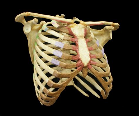 The external intercostal muscles are found in the rib cage. Interactive Ribcage - Muscle Attachments