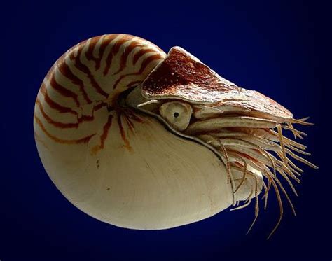 The Nautilus Is Considered To Be A Living Fossil Its