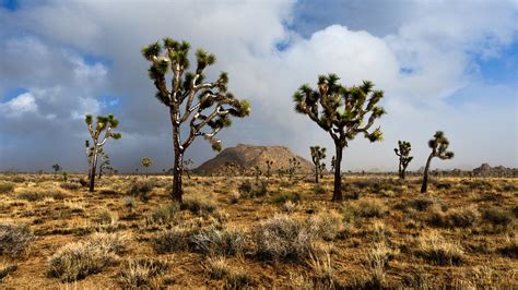 73 Joshua Tree Wallpaper Wallpapersafari